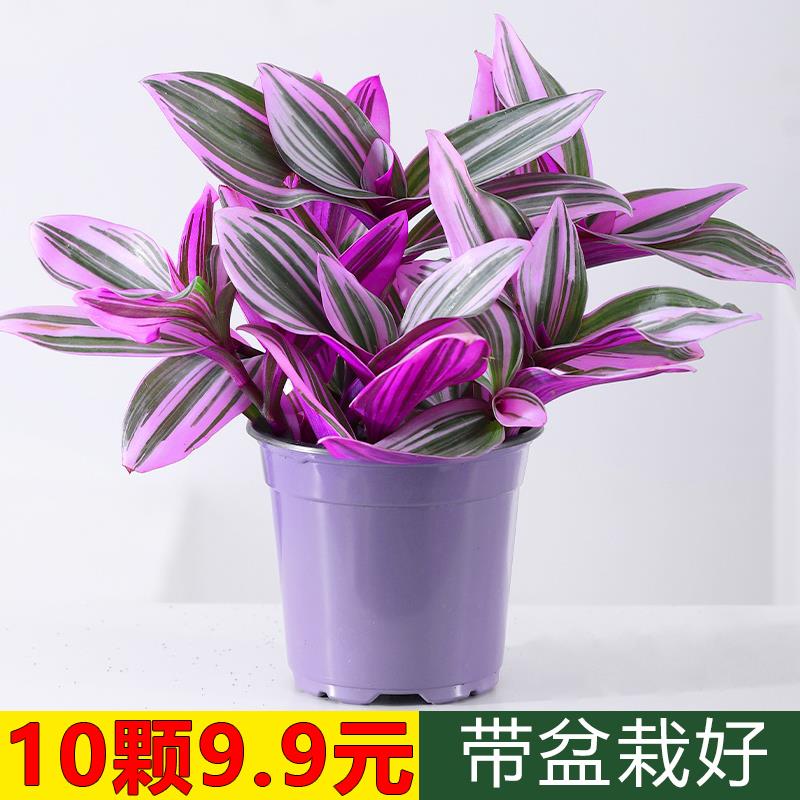 婚礼油画盆栽兰锦吊兰紫兰露阳台室内办公桌水培植物好养绿植花卉