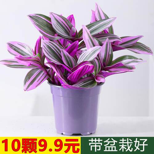 婚礼油画盆栽兰锦吊兰紫兰露阳台室内办公桌水培植物好养绿植花卉