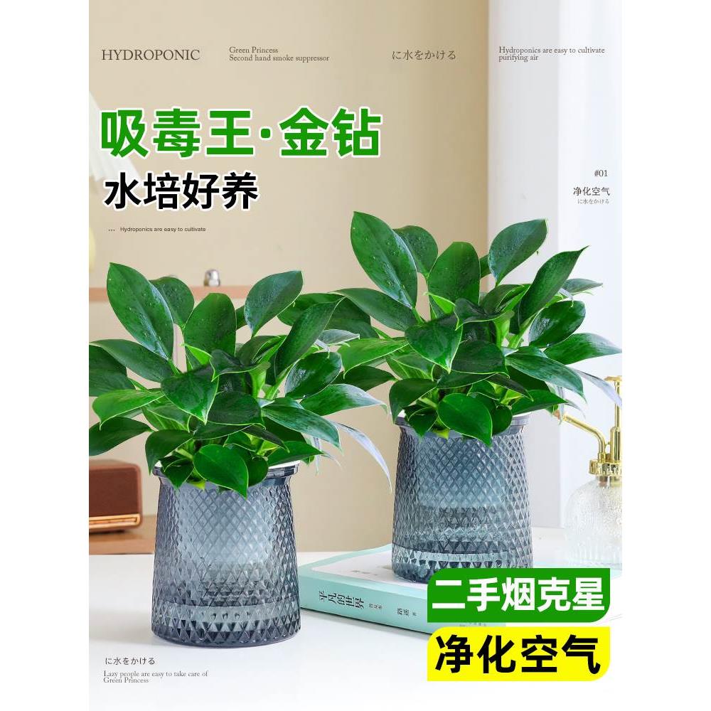 金钻绿公绿植室主盆栽内水培花卉植物四季绿萝好养净化空气吸甲醛