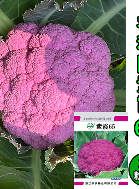 浙江省农科院新品种紫色花椰菜种子紫霞65 每包30粒