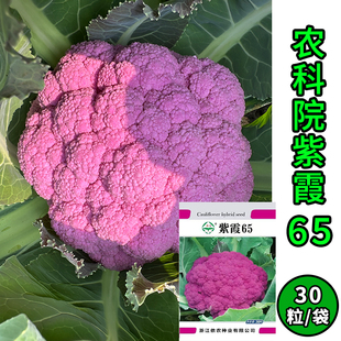 浙江省农科院新品种紫色花椰菜种子紫霞65 每包30粒