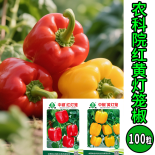 中国农业科学院蔬菜红灯笼黄灯笼彩甜椒100粒