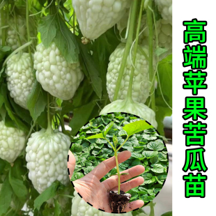 正宗白玉苹果苦瓜苗秧苗带土寿光高产四季 水果珍珠特白玉苦瓜苗秧