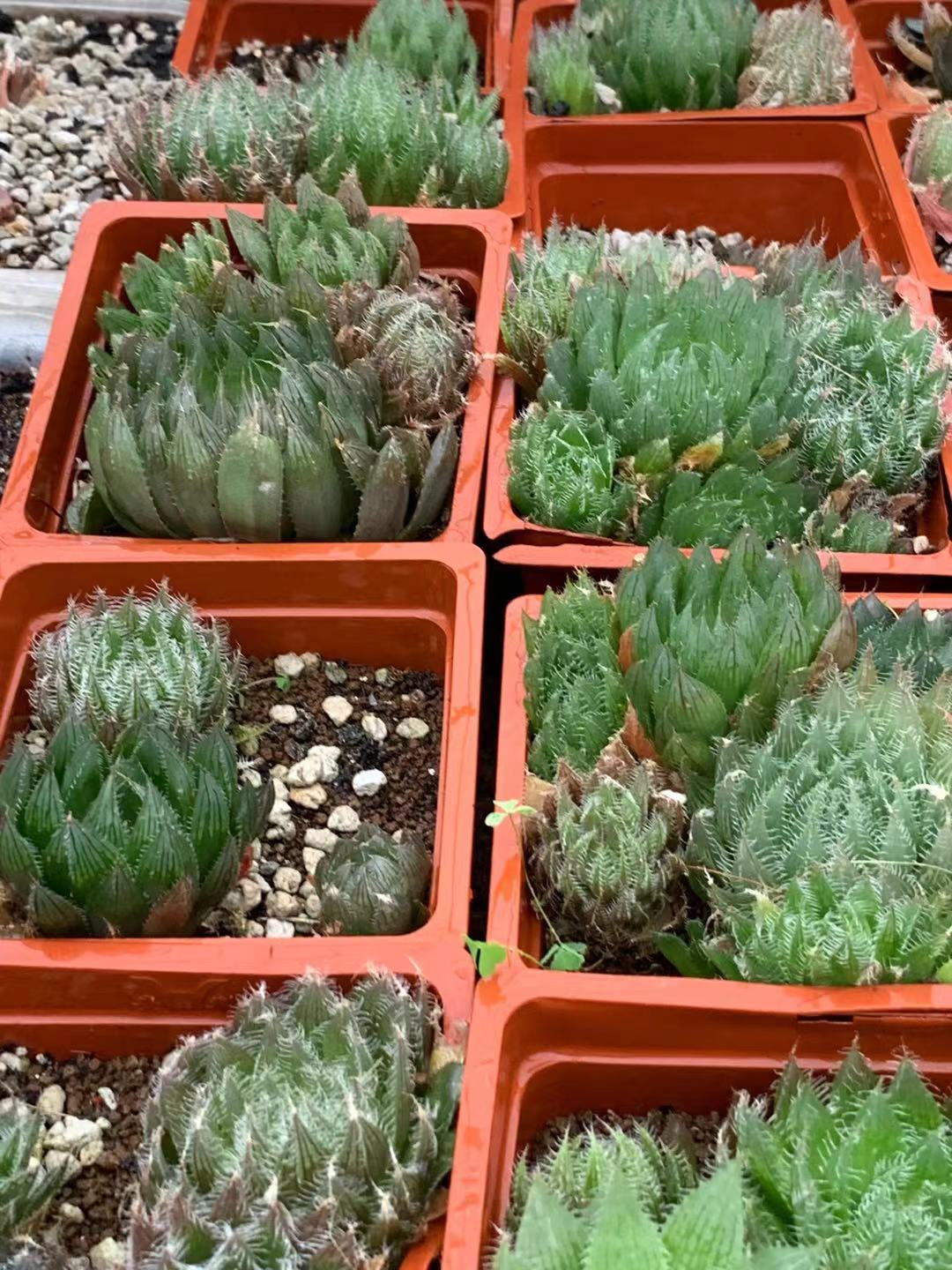 多肉植物 精品十二卷 原始种实生种播 各类品种都有特价优惠 底价