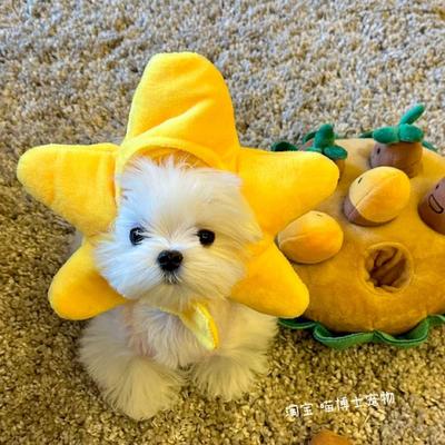 马尔济斯海星头套泰迪雪纳瑞博美猫咪宠物小型犬狗狗可爱星星帽子