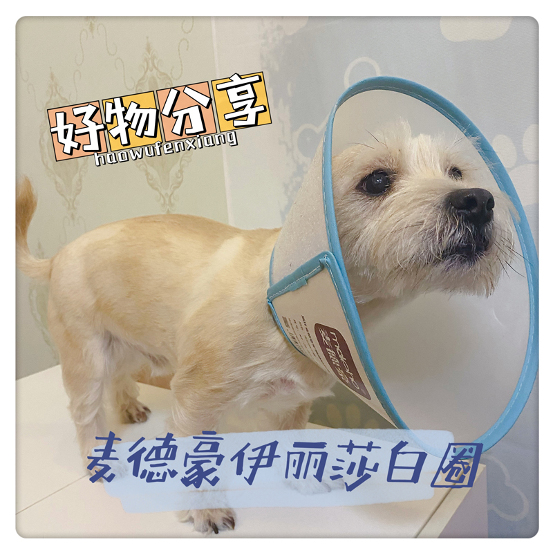 伊丽莎白圈麦德豪抓咬防舔