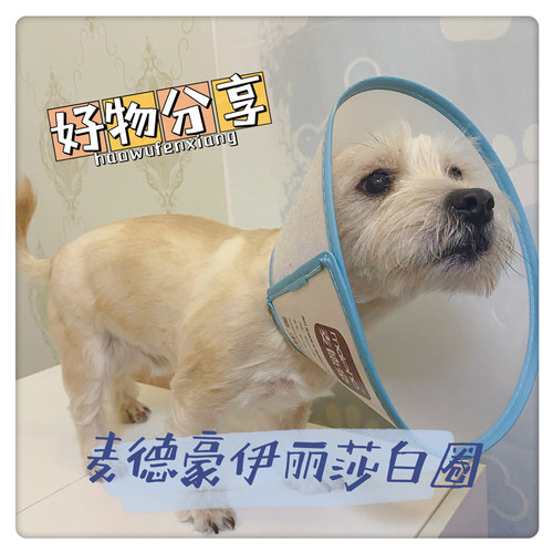 伊丽莎白圈麦德豪抓咬防舔
