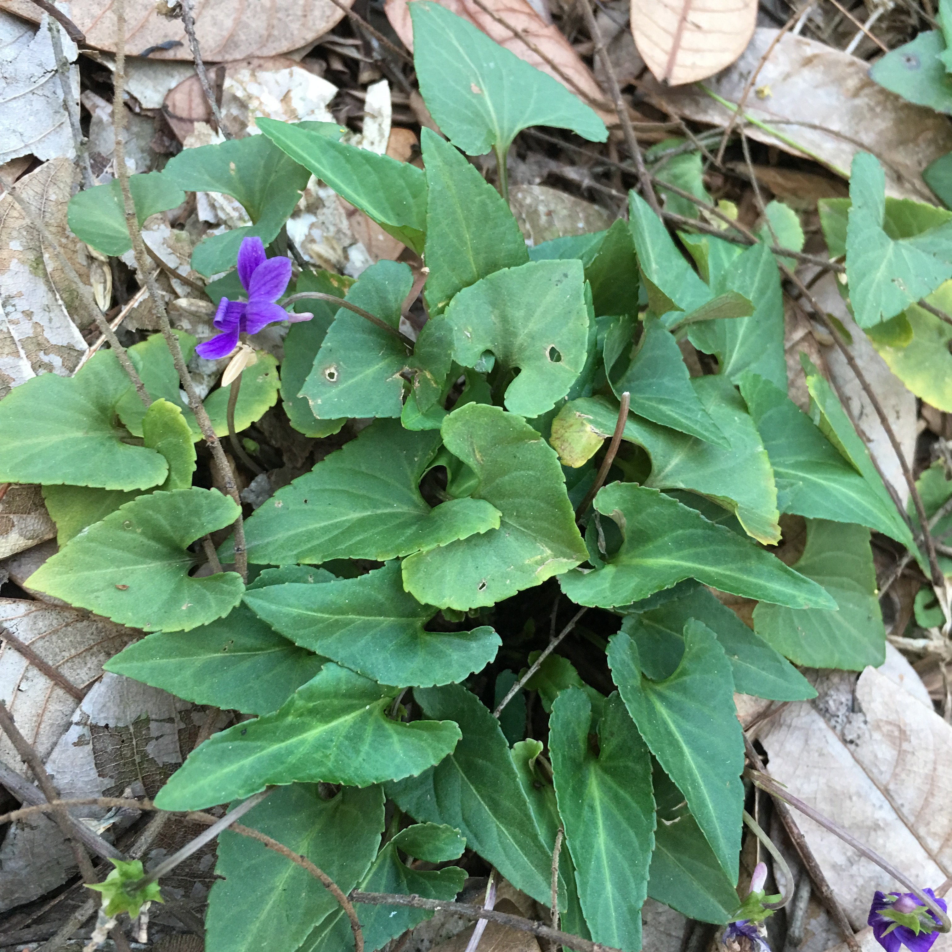 犁头草正宗紫花地丁玉如意新鲜心叶堇草尖烙铁草农家现采中草药材