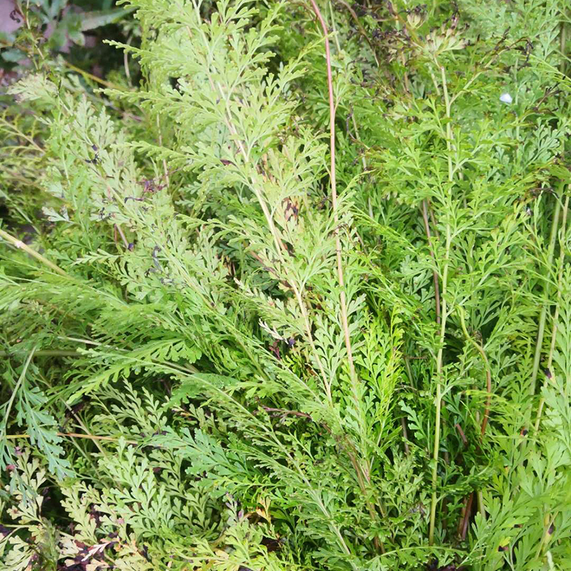 乌蕨草新鲜大叶金花草小叶野鸡尾细叶凤凰尾潮汕中青草药现采500g