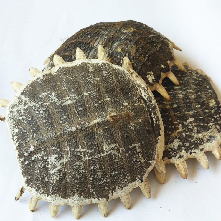 鳖甲个中药材无硫鳖甲壳