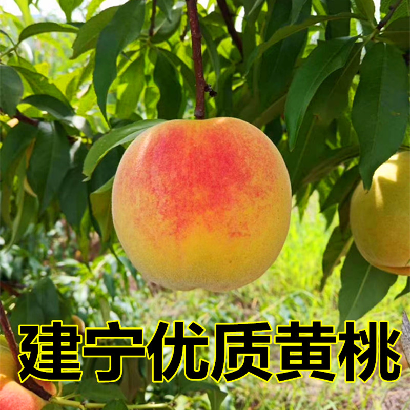 2026年正宗建宁双溪锦绣黄桃应季当季新鲜水果脆甜现摘桃子包邮