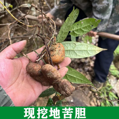 深山新鲜天然地苦胆中药材