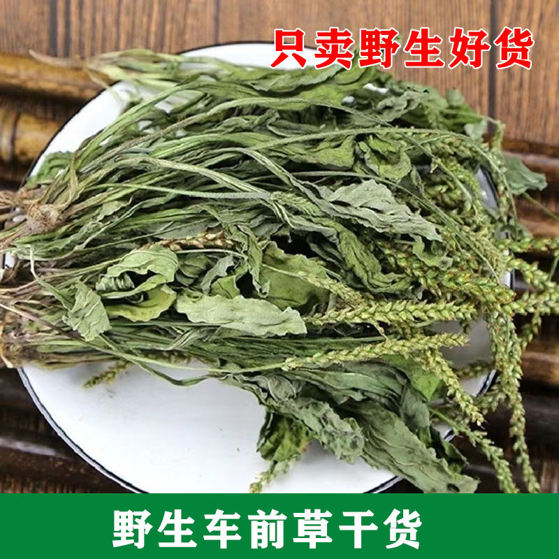 车前草野生中药材整株
