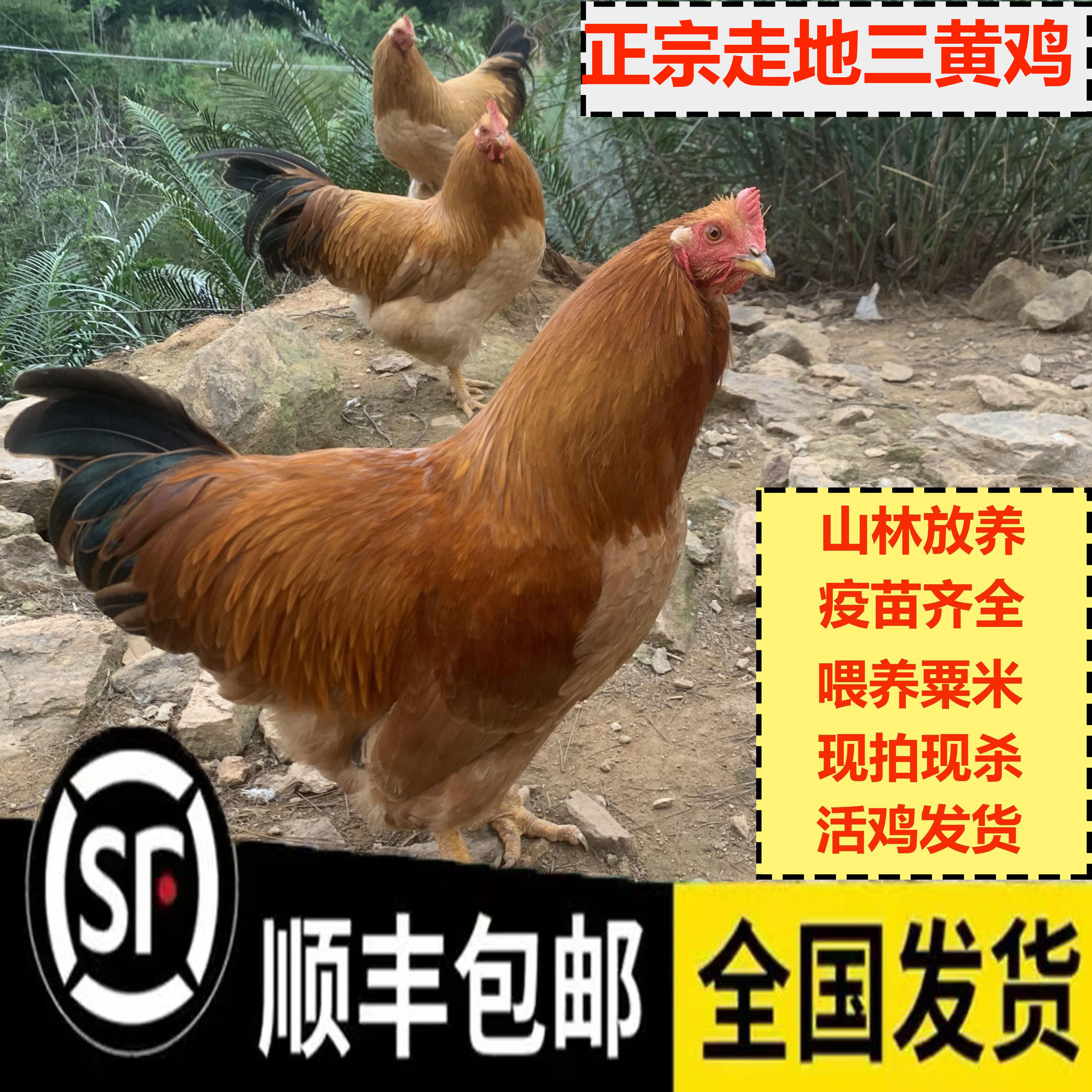 正宗广东信宜三黄鸡大阉鸡扇鸡散养走地鸡新鲜现买现杀孕妇滋补