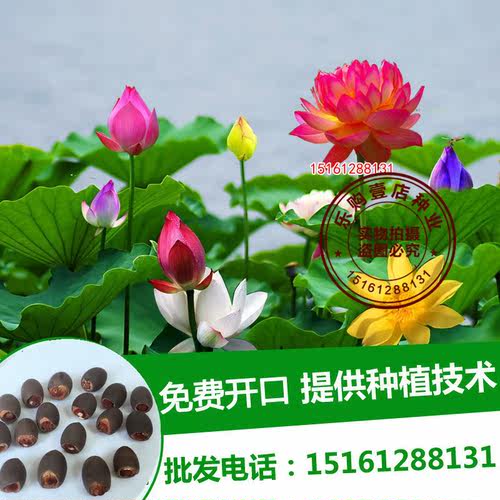 大型观赏荷花苗池塘莲藕荷花种子