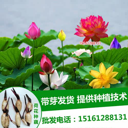 池塘大型观赏荷花苗莲藕苗食用藕