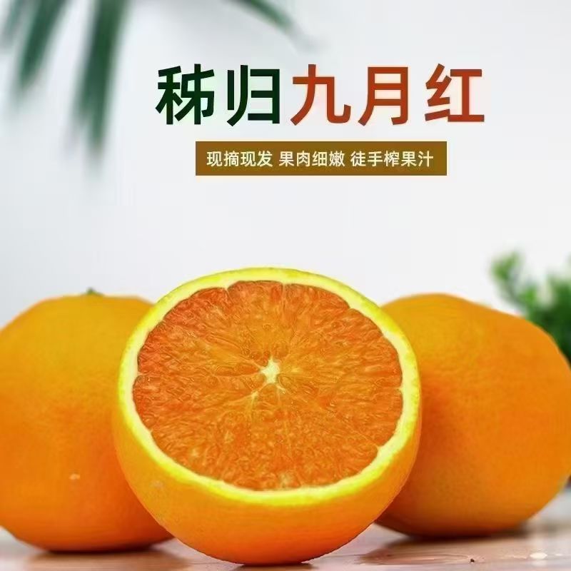 正宗秭归脐橙九月红果冻橙新鲜水果现摘现发9斤包邮35元