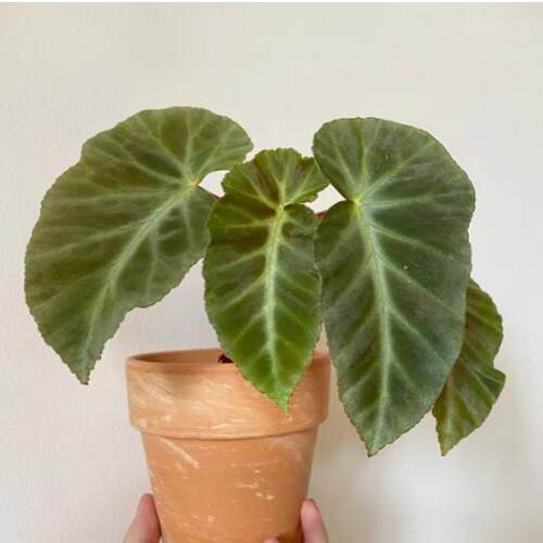 灰羽毛秋海棠竹节类阳台室外室内客厅桌面绿植盆栽观叶赏花植物