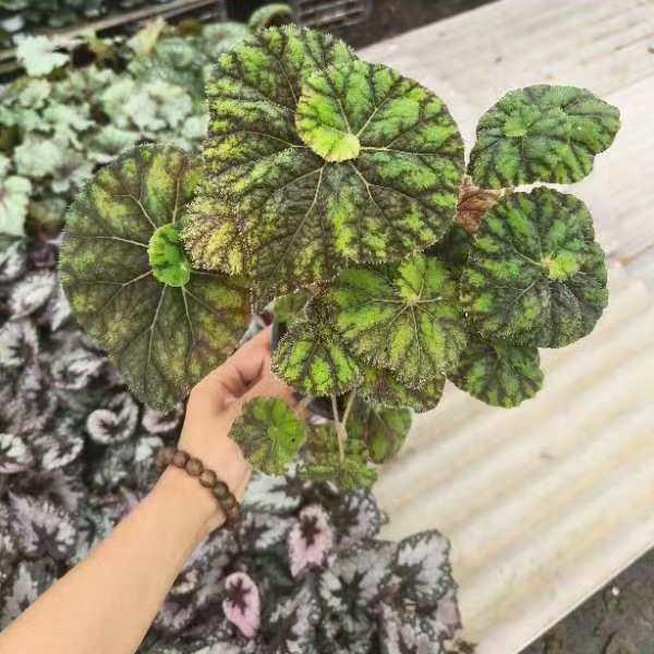 玲珑/蓉秋海棠蟆叶类   室内网红盆栽丝型福寿植物鸟观叶赏花盆栽