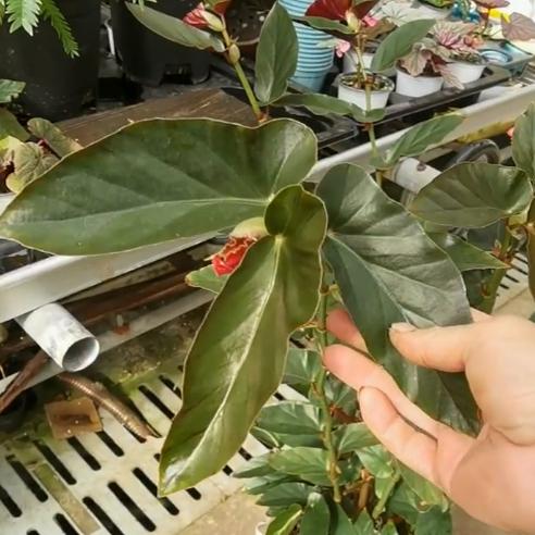 乌木秋海棠盆栽  竹节类  鳟鱼室内彩叶芋海芋海棠花观叶水培植物