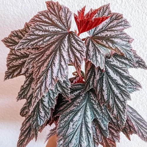 粉红貂秋海棠盆栽 竹节类 室内彩叶芋海芋海棠花观叶水培植物热植