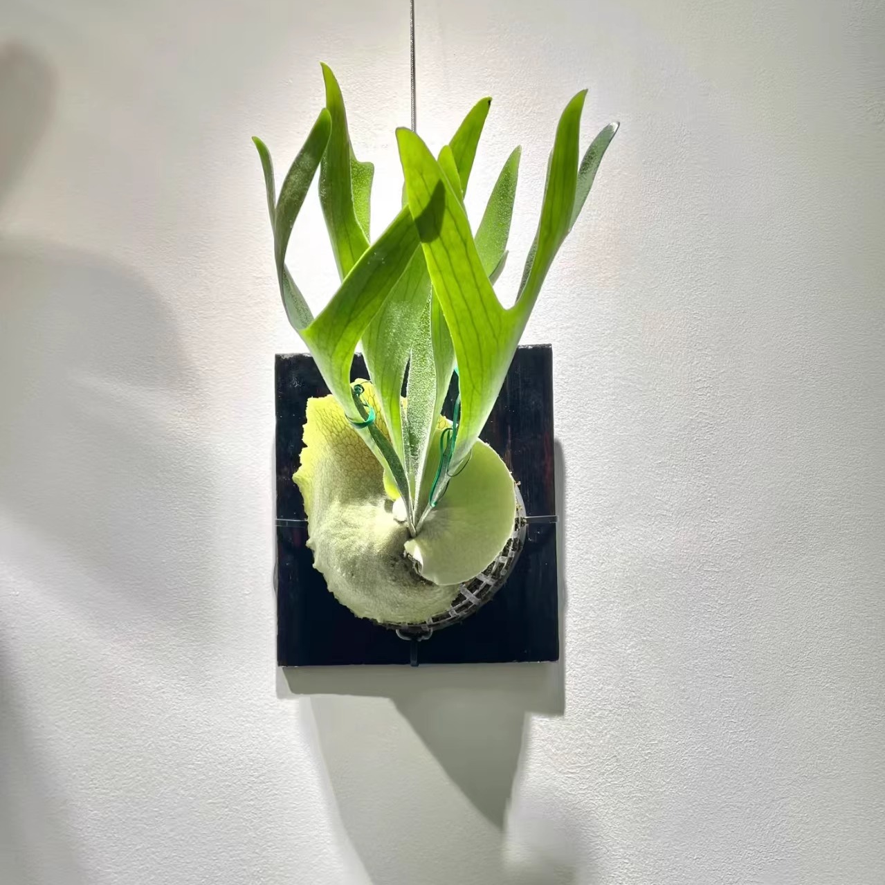 二歧鹿角蕨女王蕨象耳蕨挂墙面附生南美雨林热植室内阳台桌面