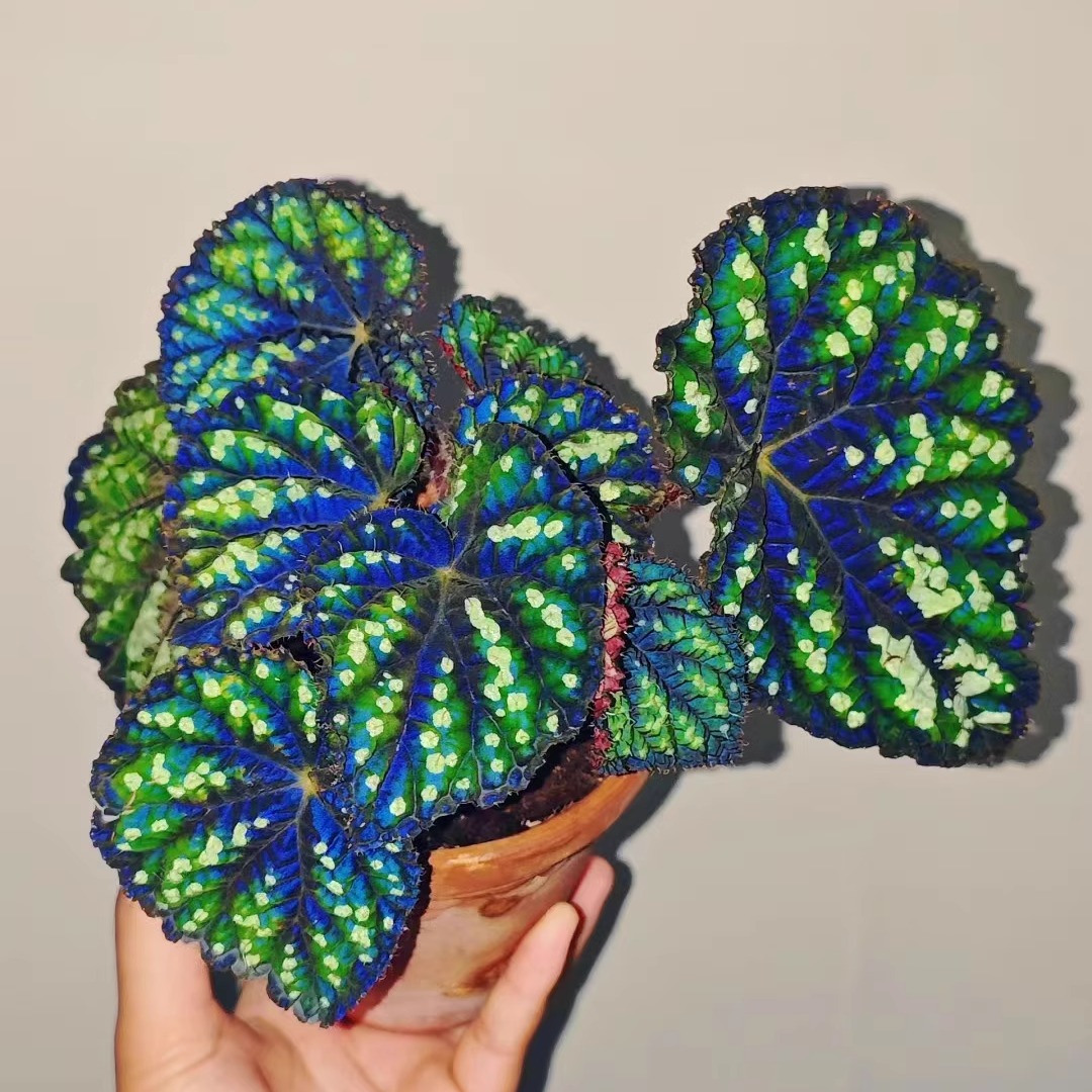 珠子闷养秋海棠雨林缸闷养品种观叶赏花盆栽桌面小盆栽