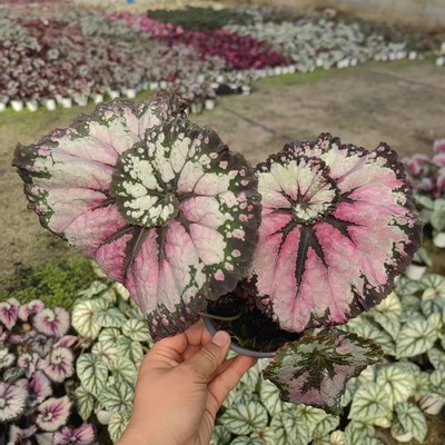 宫廷舞 秋海棠蟆叶类阳台室外室内客厅桌面绿植盆栽观叶赏花植物