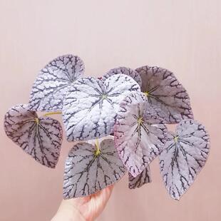 银币秋海棠蟆叶类 室内网红盆栽龙川萤火银伊度观叶赏花盆栽花卉