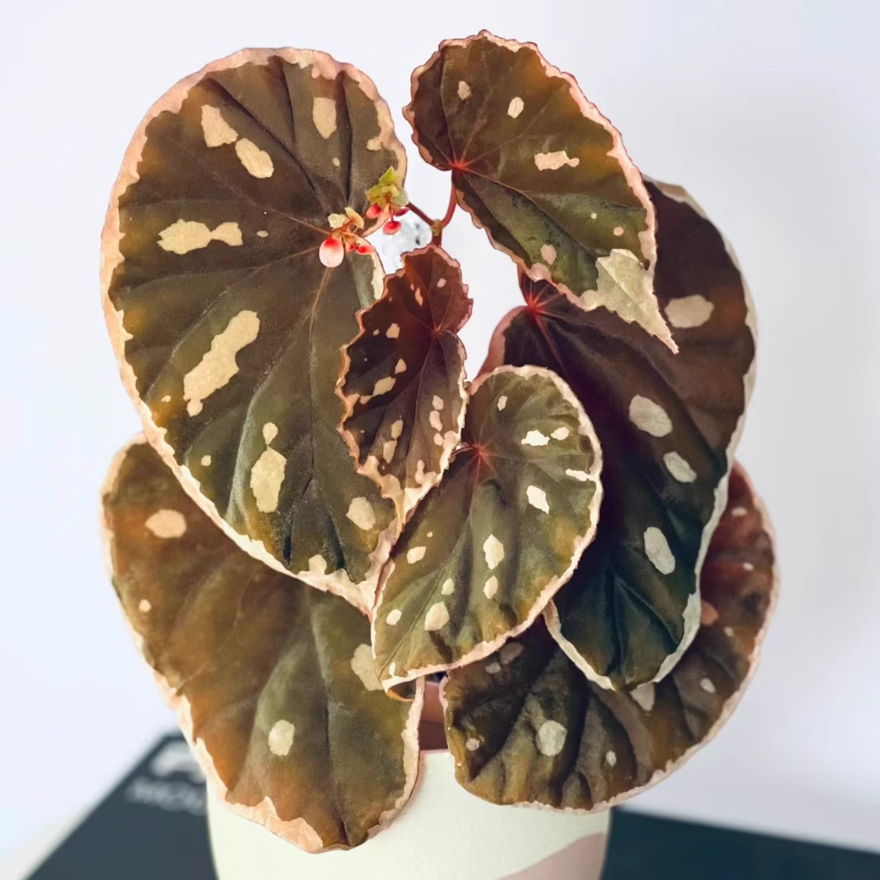 粉腰子秋海棠蟆叶类竹节类室内网红盆栽闷养品种观叶赏花盆栽