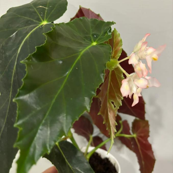蒙娜丽莎秋海棠盆栽 竹节类 鳟鱼室内彩叶海芋海棠花观叶水培植物