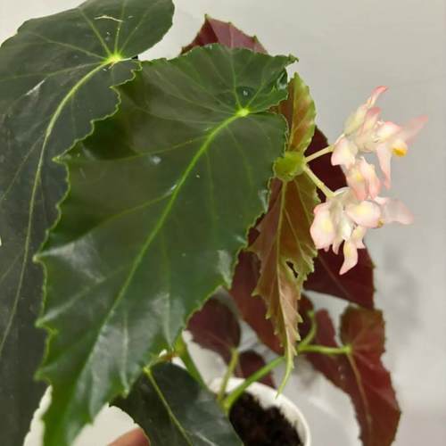 蒙娜丽莎秋海棠盆栽 竹节类 鳟鱼室内彩叶海芋海棠花观叶水培植物