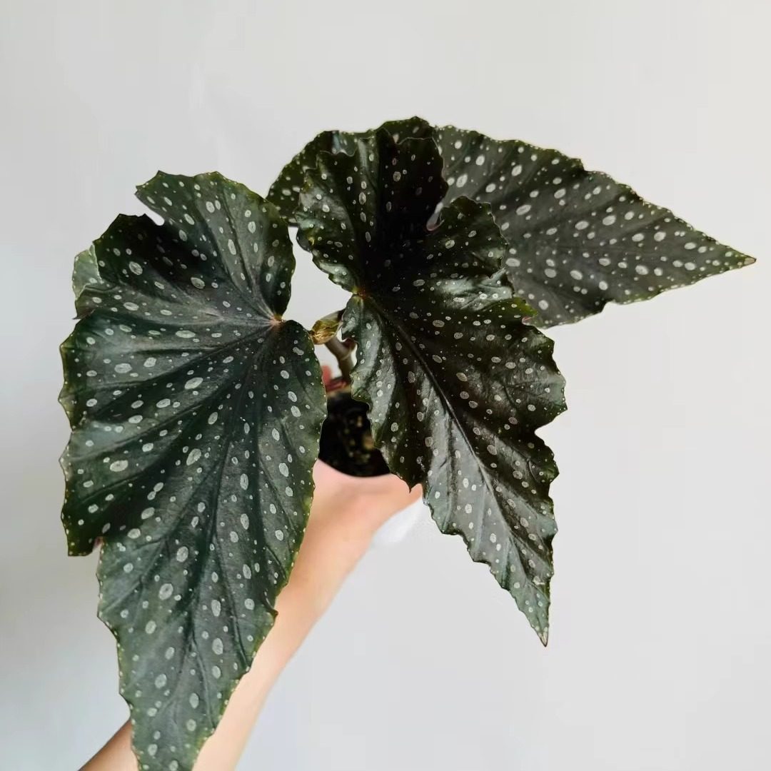 秋水秋海棠竹节类阳台室外室内客厅桌面绿植盆栽观叶赏花植物,鲜花速递/花卉仿真/绿植园艺,时令草本花卉,淘宝优惠券,粉丝福利购,淘宝优惠卷