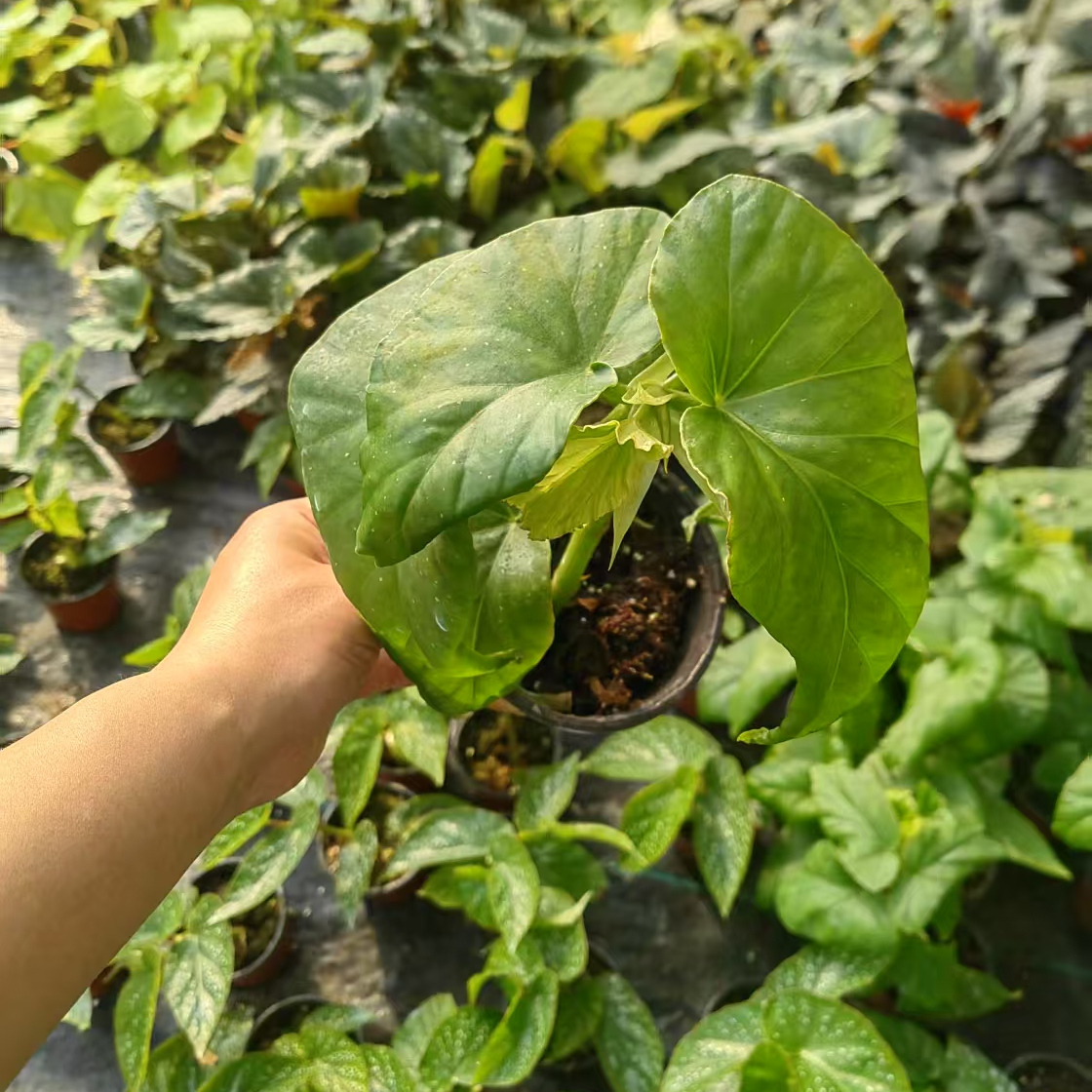 青城秋海棠竹节类阳台室外室内客厅桌面绿植盆栽观叶赏花植物