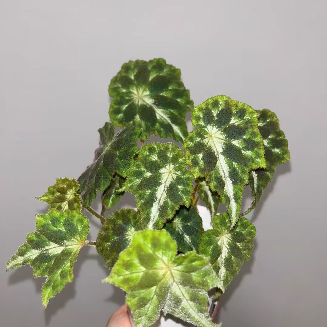 银河鹿斑秋海棠蟆叶类阳台室外室内客厅桌面绿植盆栽观叶赏花植物