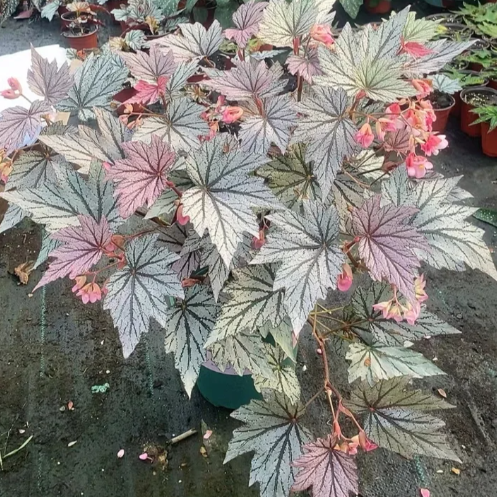 三华李秋海棠盆栽 竹节类 鳟鱼室内彩叶芋海芋海棠花观叶水培植物