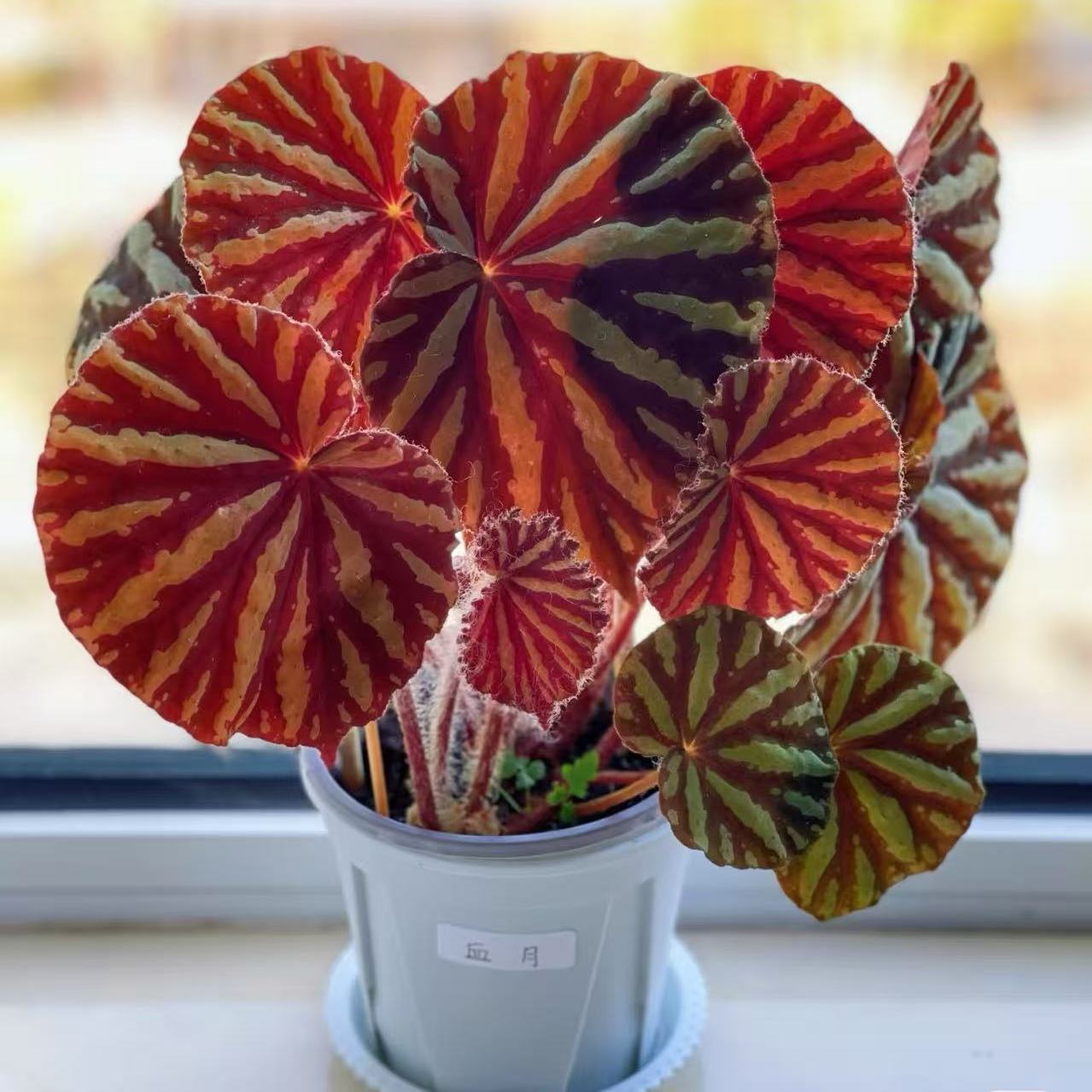 血月 秋海棠蟆叶室内网红盆栽丝型福寿植物鸟观叶赏花盆栽花卉