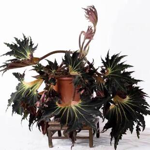 霹雳舞秋海棠蟆叶类室内网红盆栽丝型福寿植物鸟观叶赏花盆栽花卉