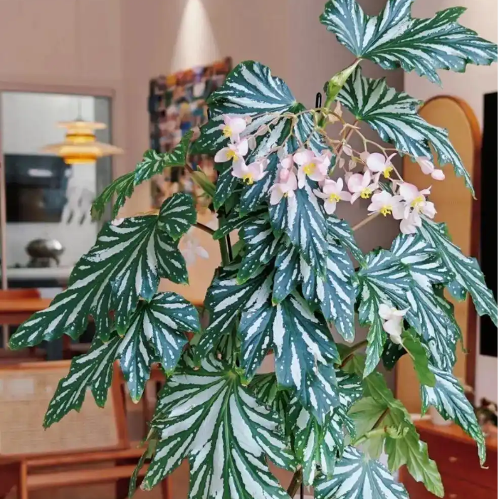 乌头杂秋海棠盆栽观叶水培植物