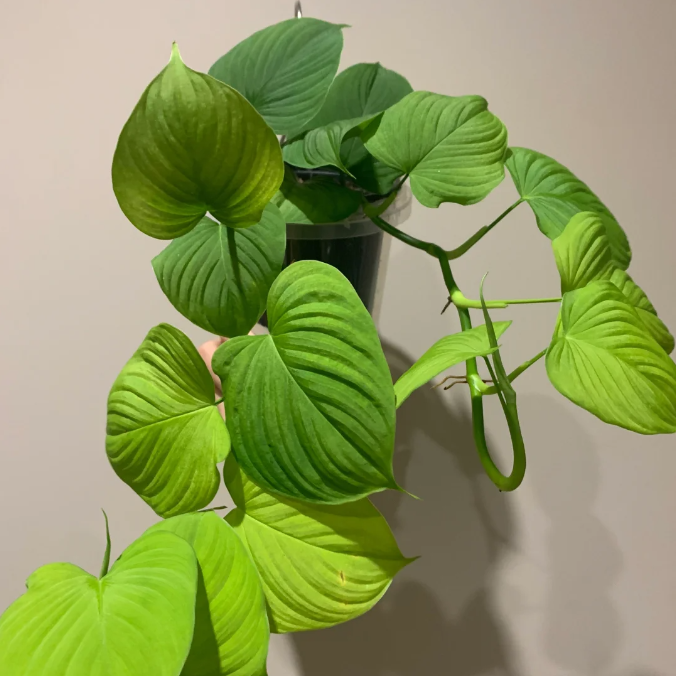 秘鲁蔓绿绒绒植物集水培观叶南美雨林 ins风热植室内阳台桌面盆栽