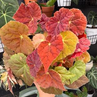 秋之华秋海棠蟆叶类  室内网红盆栽丝型福寿植物鸟观叶赏花盆栽花