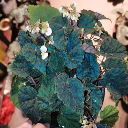 阿布达比蟆叶秋海棠室内网红盆栽火烈鸟高端观叶植物蓝孔雀DS系列