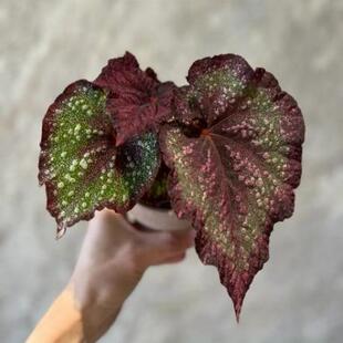 树莓秋海棠蟆叶室内网红盆栽丝型福寿植物鸟观叶赏花盆栽花卉