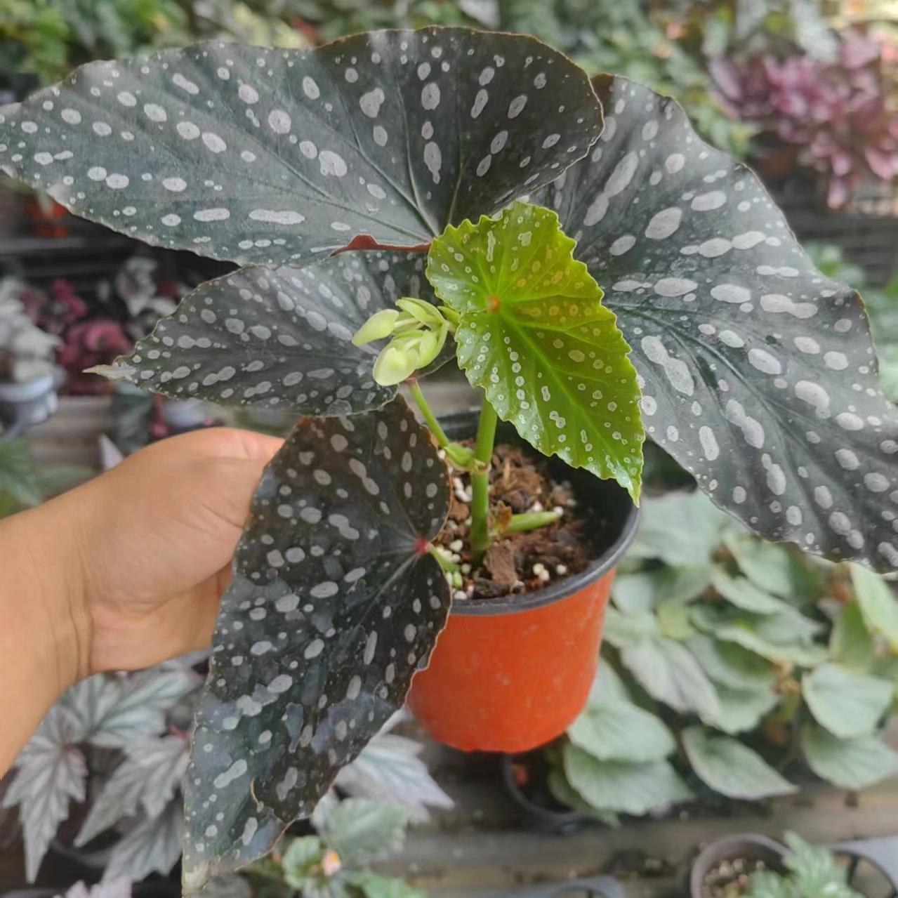 炽天使秋海棠盆栽 竹节类 鳟鱼室内彩叶芋海芋海棠花观叶水培植物
