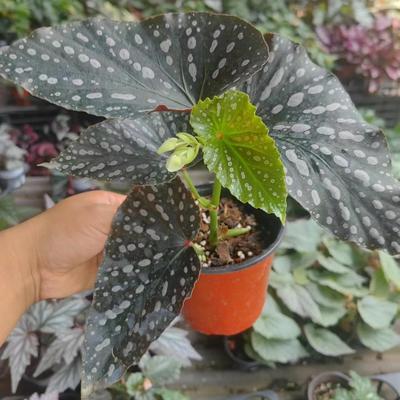 炽天使秋海棠盆栽 竹节类 鳟鱼室内彩叶芋海芋海棠花观叶水培植物