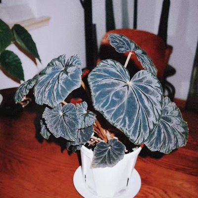 坠星秋海棠蟆叶类阳台室外室内客厅桌面绿植盆栽观叶赏花植物