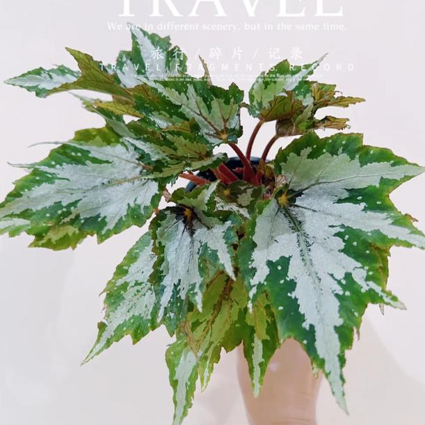 银青秋海棠蟆叶类  室内网红盆栽龙川萤火银伊度观叶赏花盆栽花卉