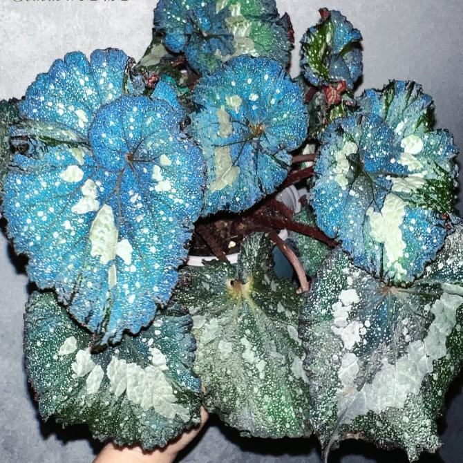 超级宇宙蟆叶秋海棠室内网红盆栽火烈鸟高端观叶植物蓝孔雀DS系列