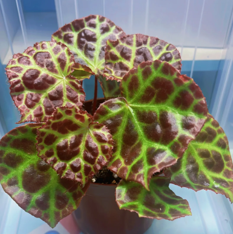 马来王闷养秋海棠雨林缸闷养品种观叶赏花盆栽桌面小盆栽