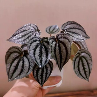 土拨鼠椒草秋海棠蟆叶类阳台室外客厅桌面绿植盆栽观叶赏花植物